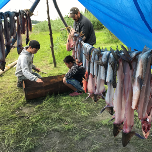 Three people clean fish under a blue tarp, with fish hanging on a line to dry.